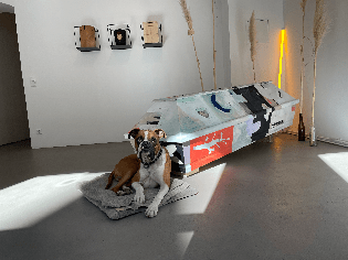 Hund im Zimmer mit Sarkofag